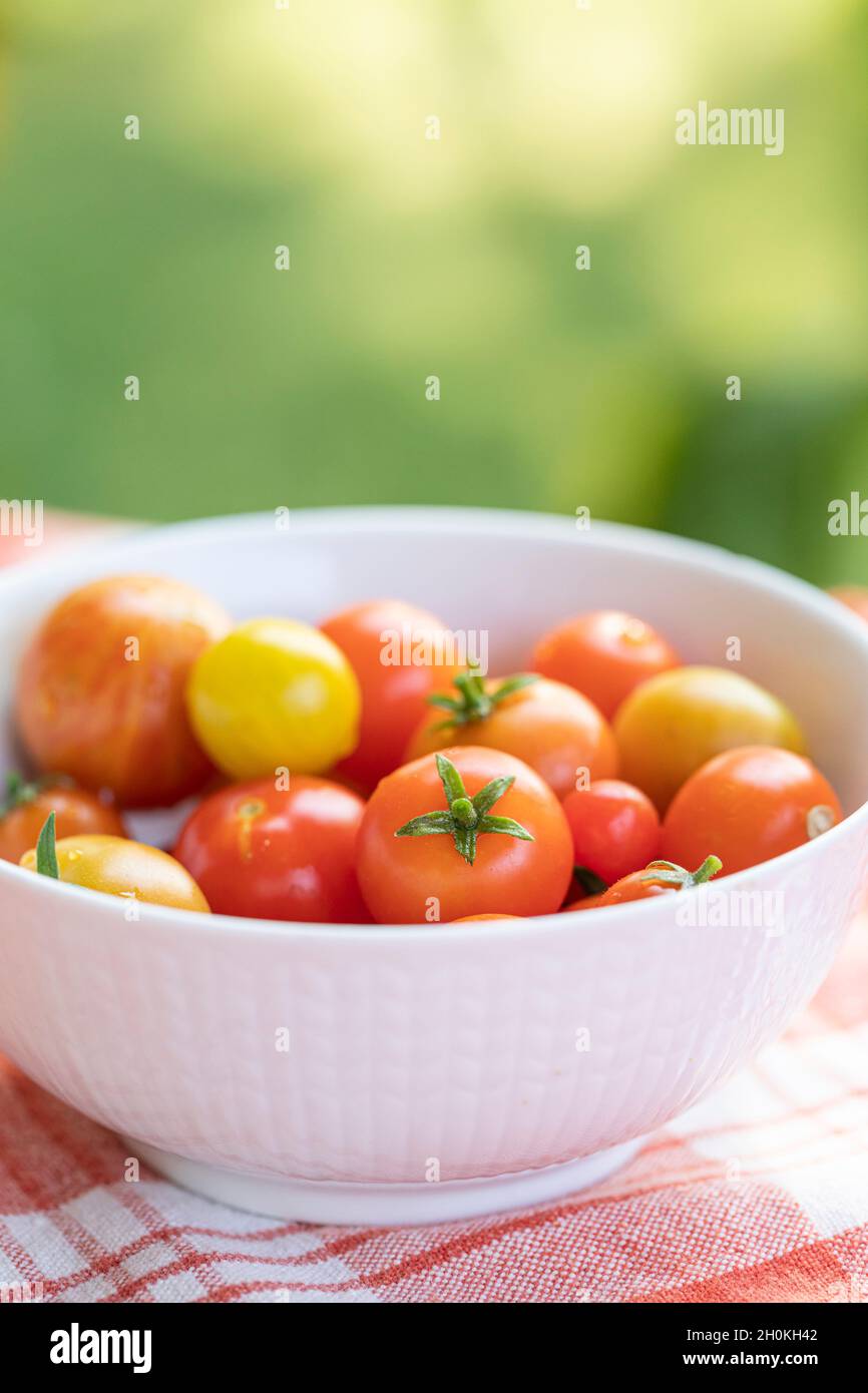 Mixed red, yellow and striped cherry tomatoes in a white bowl, outdoors on a red and white table cloth. With a green background from the bushes in the Stock Photo