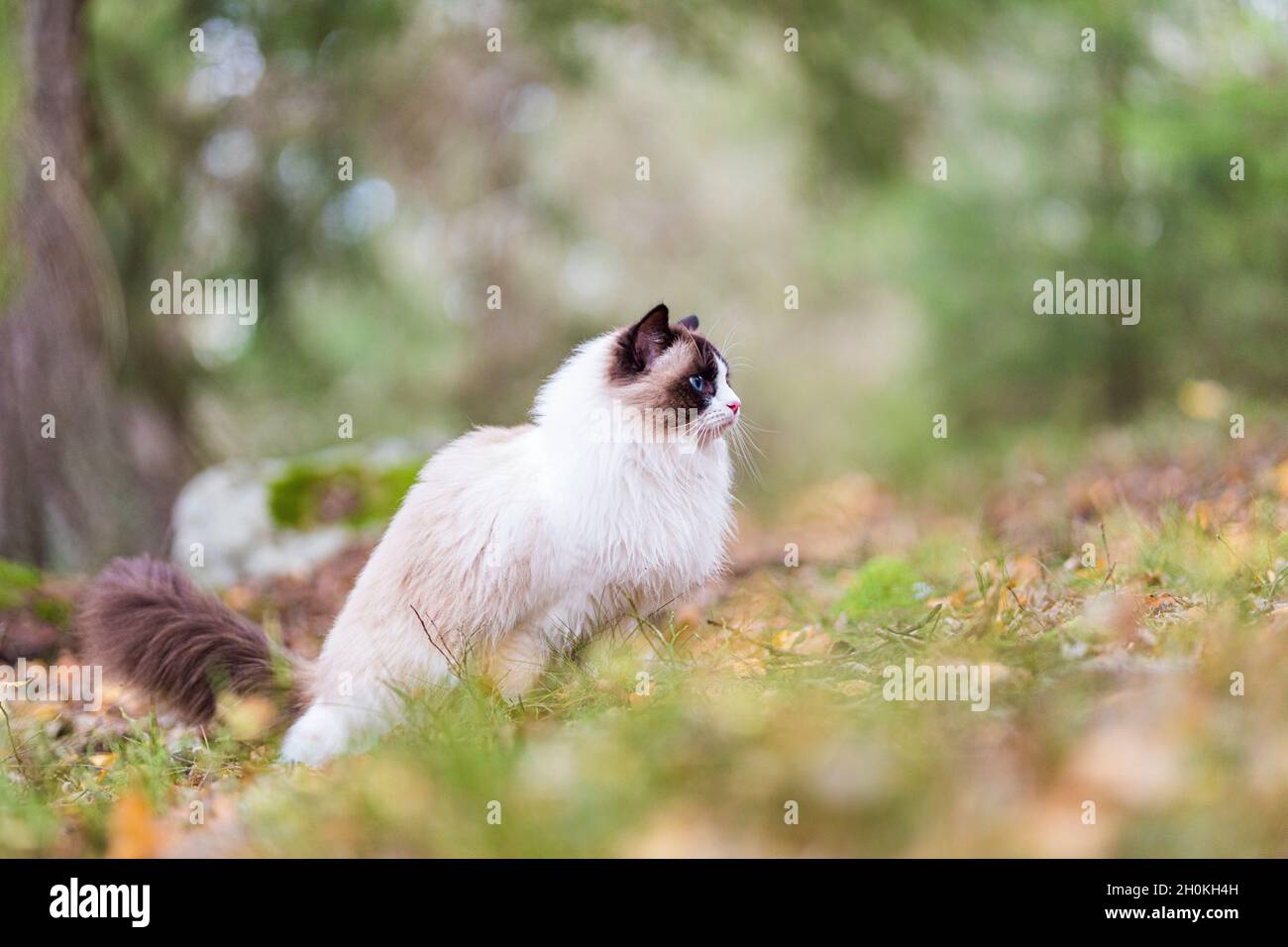 A pretty purebred Ragdoll cat brown bicolor out in the forest. The cat is seen in profile view, and she is looking out in the woodland. Stock Photo