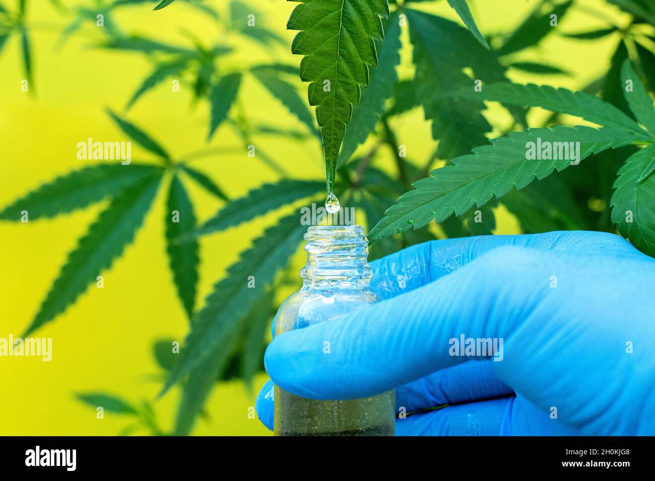 representation of oil or resin extraction from marijuana plant Stock Photo