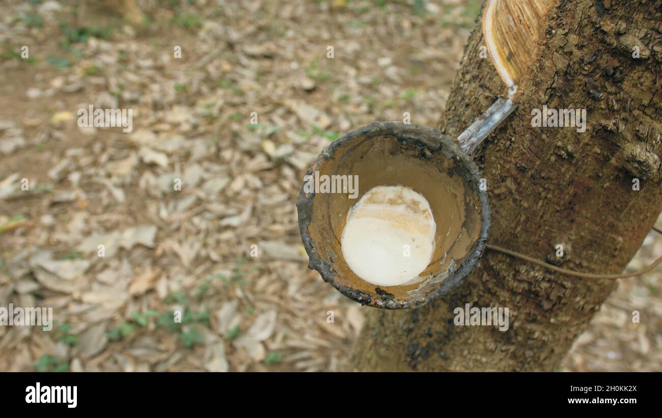 Rubber Milk Process Rubber milk drops hi-res stock photography and images - Alamy