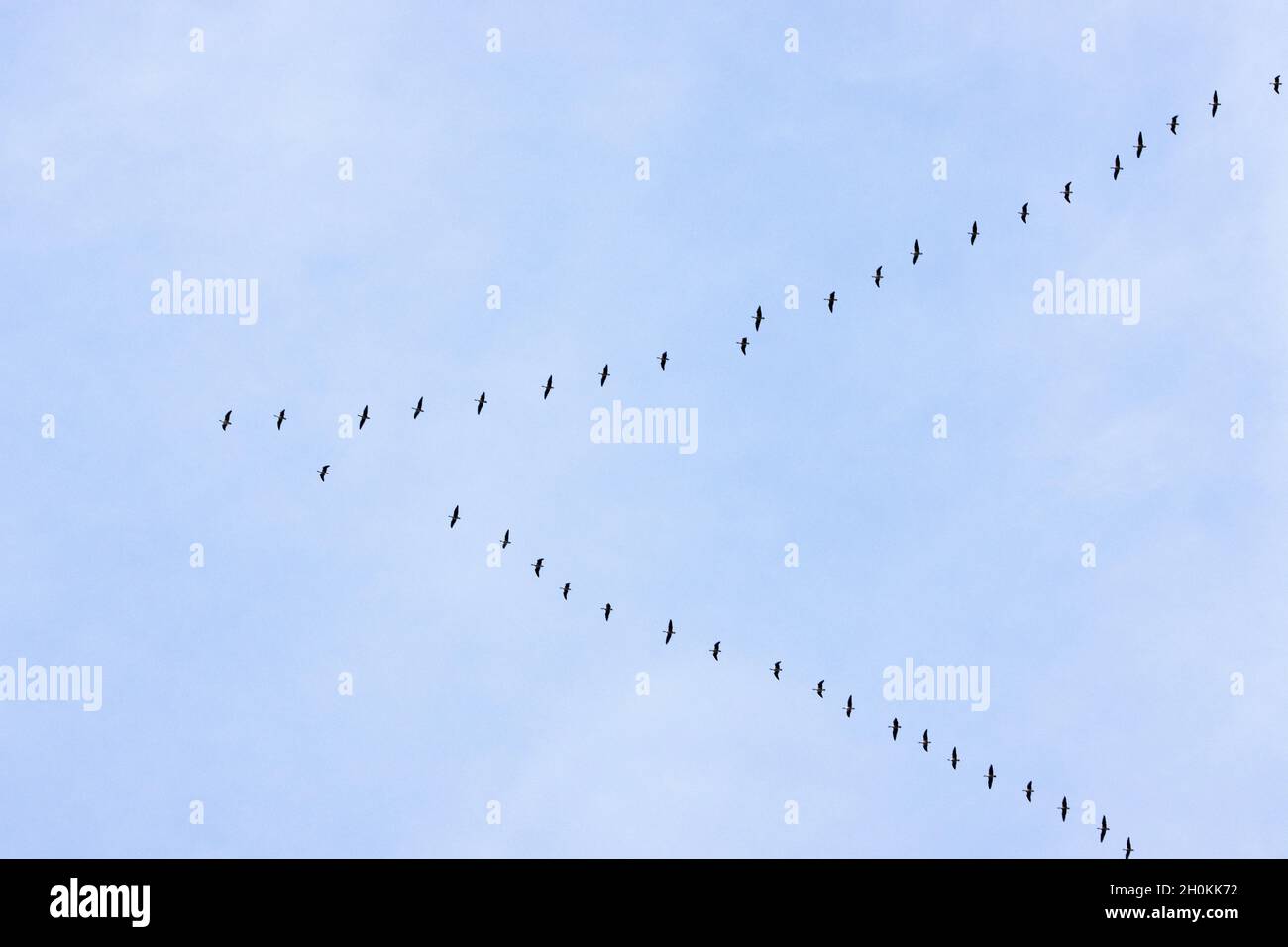 In October each year large V-formations, or skeins of Pink-footed Goose arrive from Iceland and Greenland to over-winter in estuaries and floodplains Stock Photo