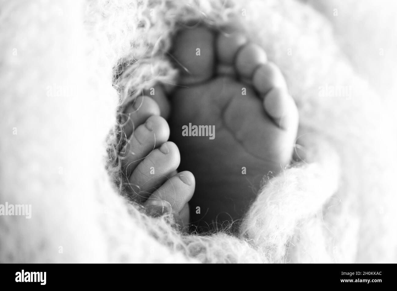 Photo of the legs of a newborn. Baby feet covered with wool isolated