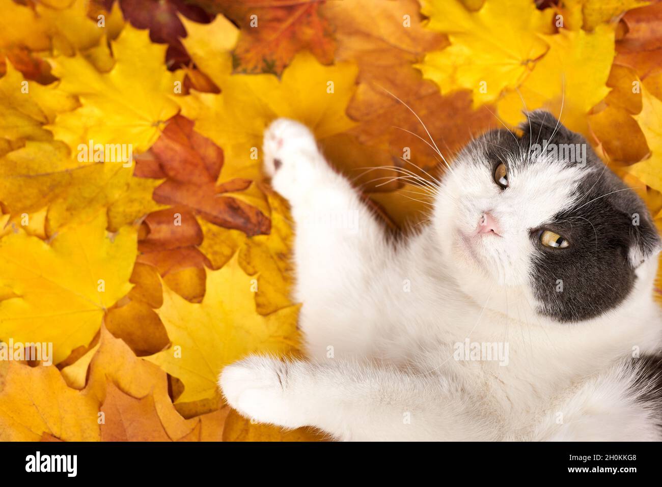 Cute cat lies on maple leaves, copy space Stock Photo - Alamy