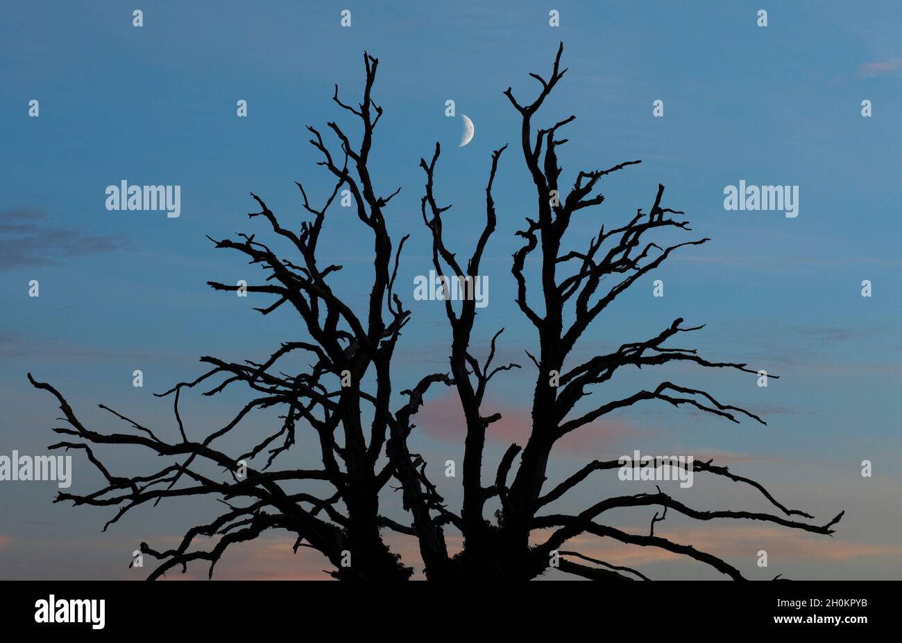 A bare tree with the moon behind at dusk in Worcestershire, UK Stock Photo