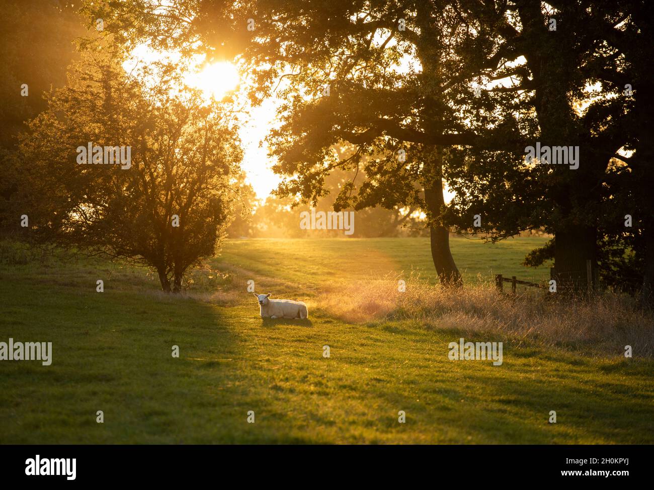 A sheep sitting in a patch of sunlight on farmland in Worcestershire, UK. Stock Photo