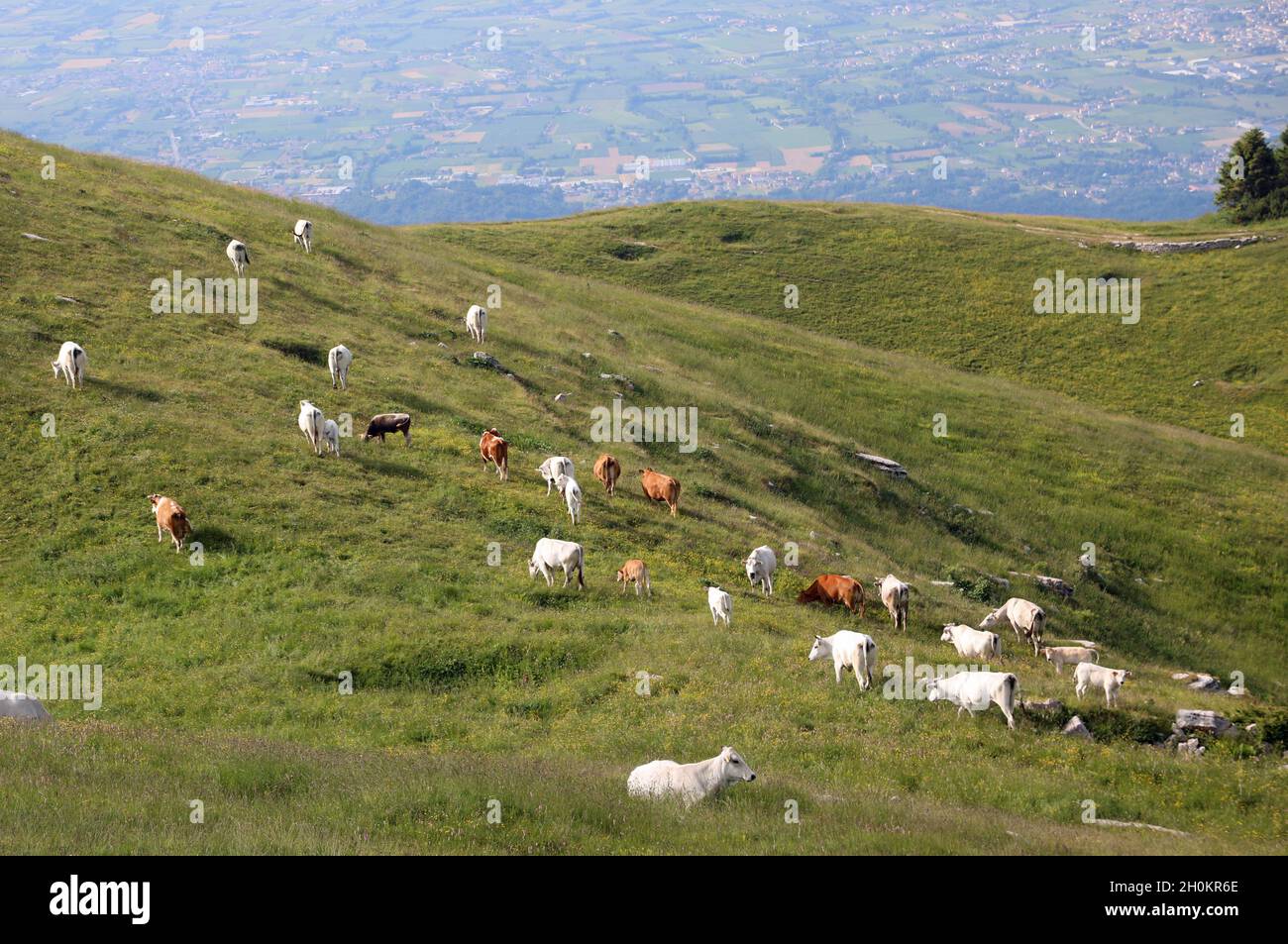 Many cows grazing in the high mountains on the green meadow Stock Photo ...