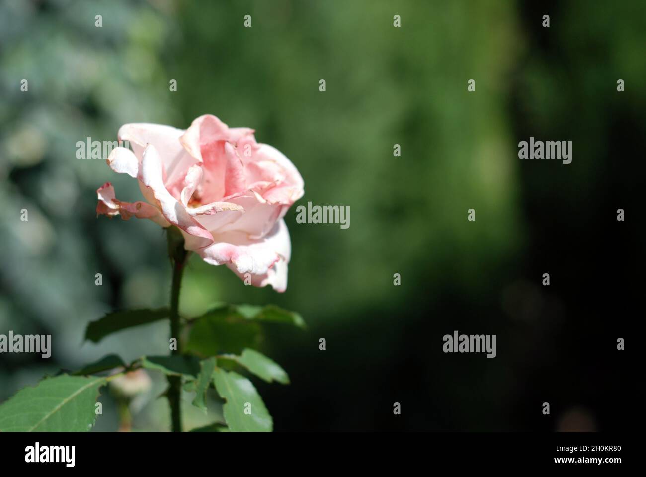 A close-up of a pink rose outdoors in a leafy green garden. Stock Photo