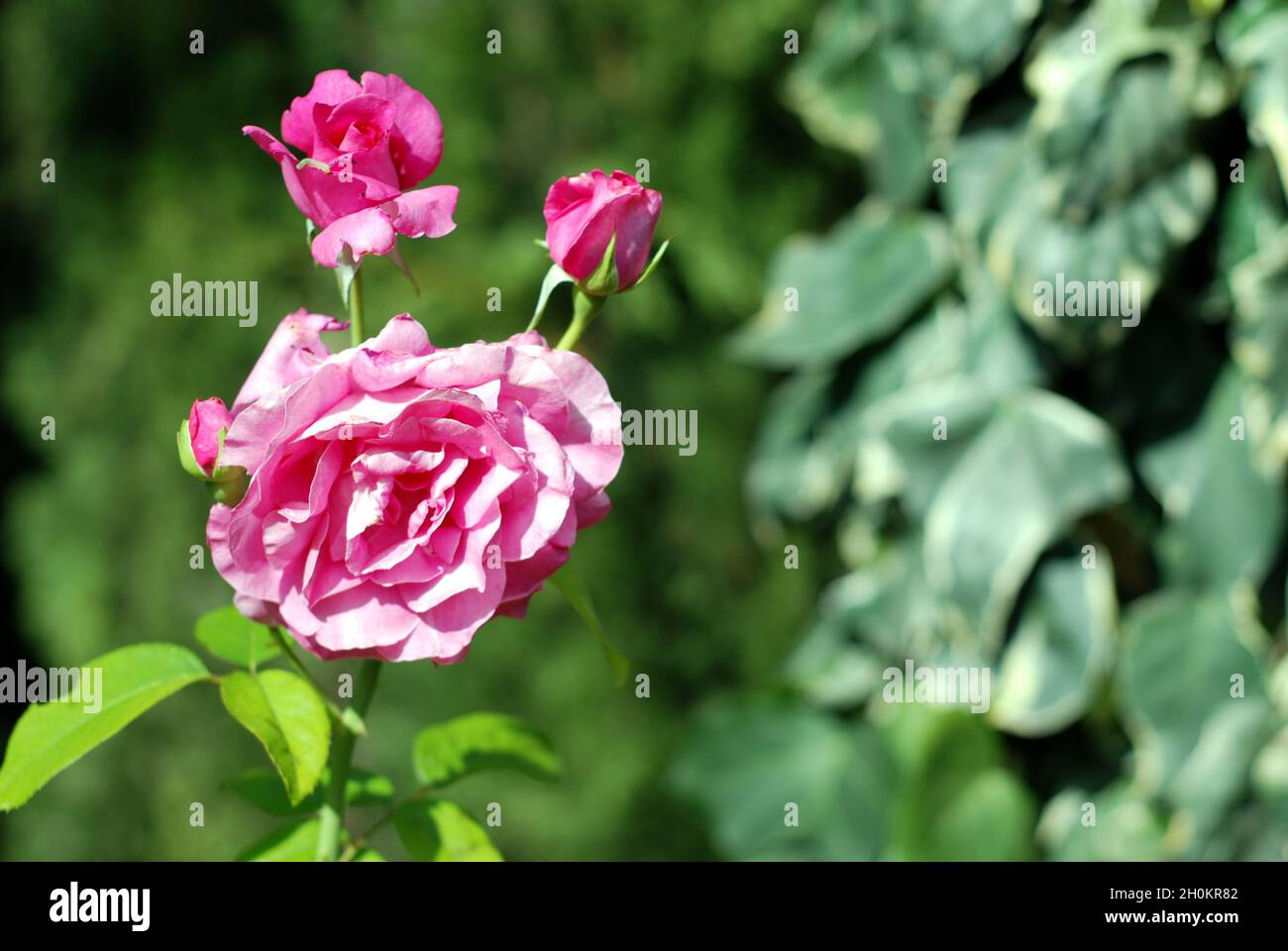 A close-up of a pink rose branch outdoors in a leafy green garden. Stock Photo