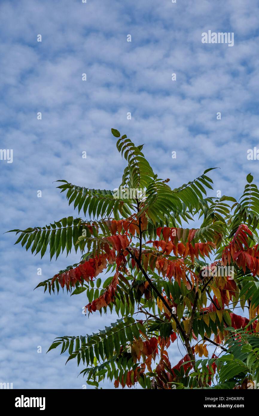 Branch of a vinegar tree (Rhus typhina) in autumn with red and green leaves against a blue sky with lots of small white clouds Stock Photo