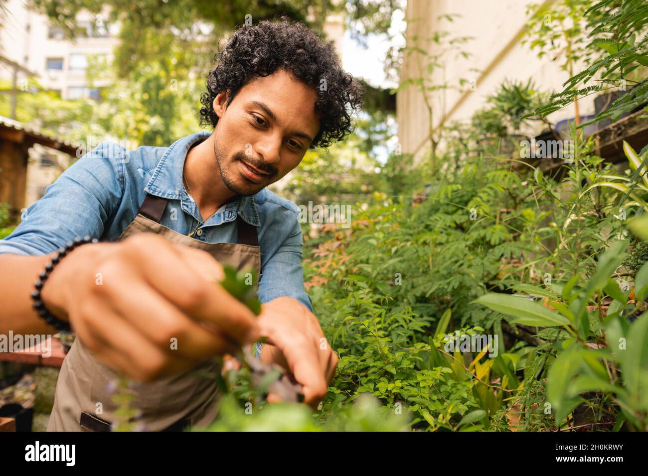 african american man taking care of plants and to prune at plant