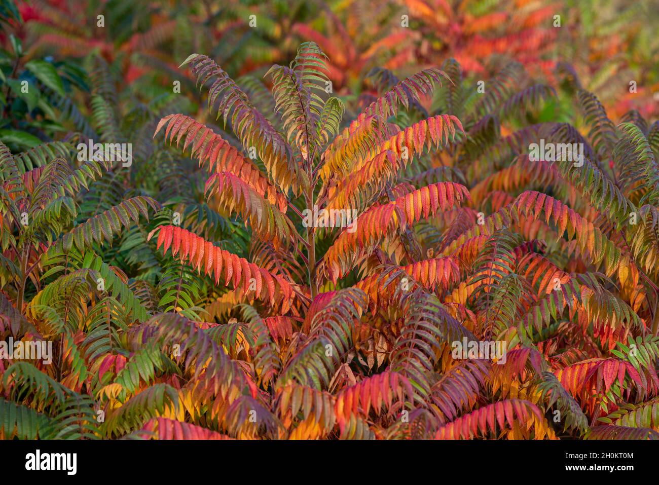 detail of the colorful leaves of the vinegar tree ( Rhus typhina ) in autumn Stock Photo