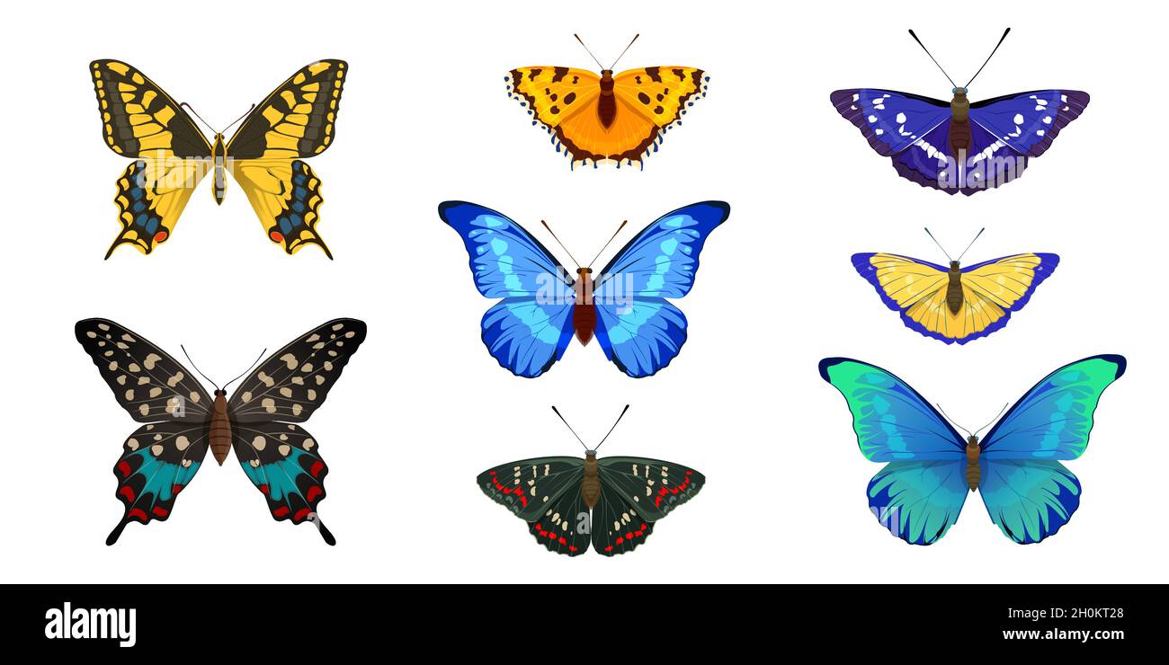 Set of tropical butterflies on white background Stock Vector