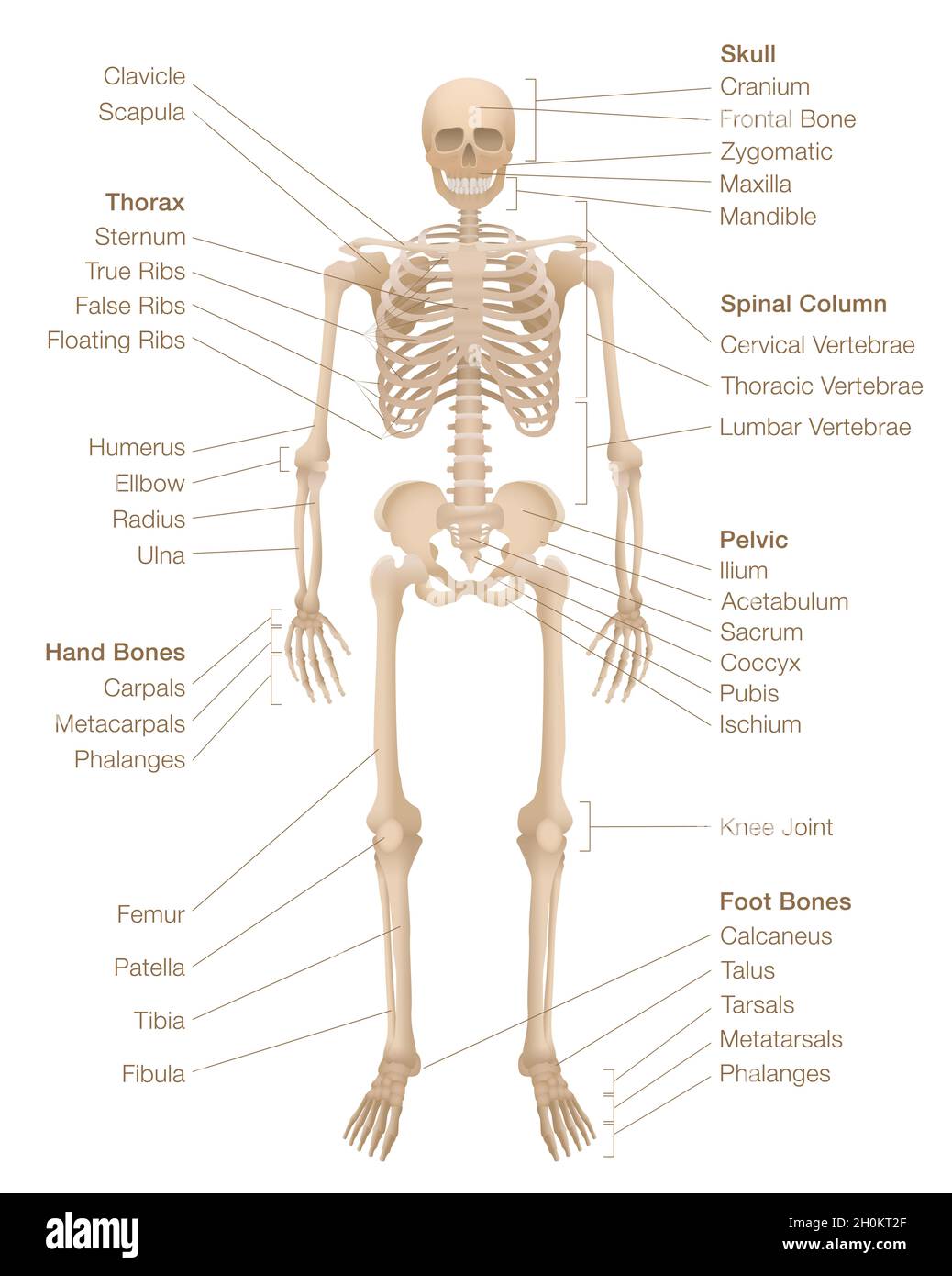 Human skeleton chart. Labeled skeletal system with named bones, skull,  spinal column, pelvic, thorax, ribs, sternum, hand and foot bones, clavicle  Stock Photo - Alamy