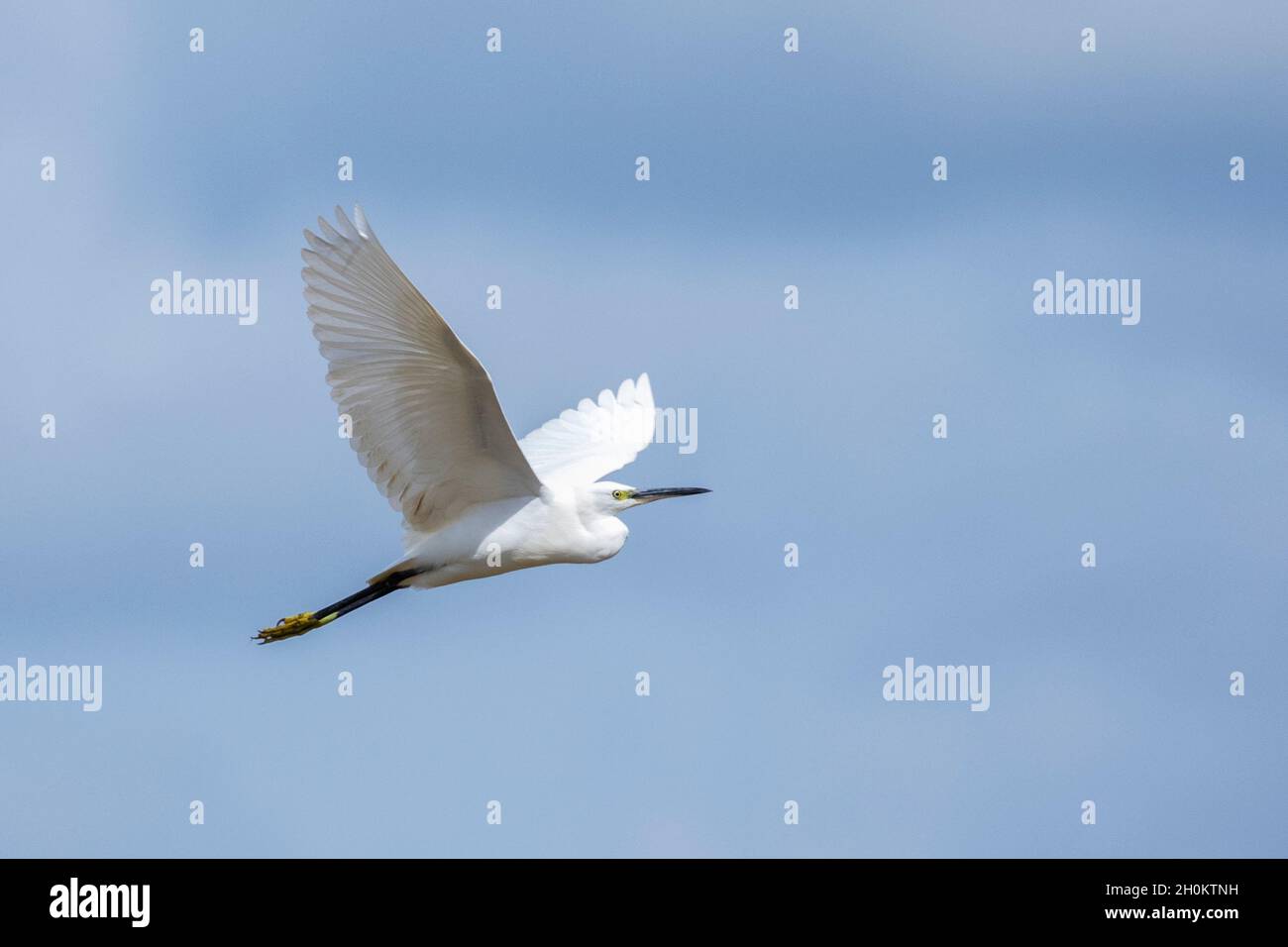 Image of Heron, Bittern or Egret flying on sky. White Bird. Animal. Stock Photo