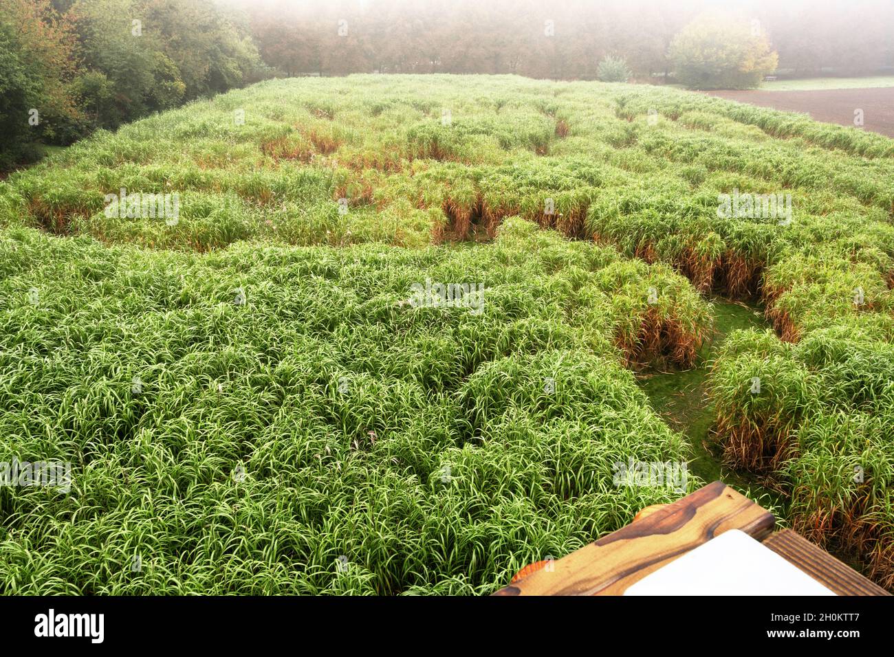 Labyrinth aus Elefantengras an einem Herbstmorgen aus der Vogelperspektive Stock Photo