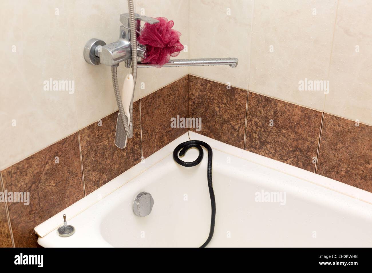 https://c8.alamy.com/comp/2H0KWHB/a-black-venomous-snake-on-the-edge-of-a-white-bathtub-in-an-apartment-2H0KWHB.jpg