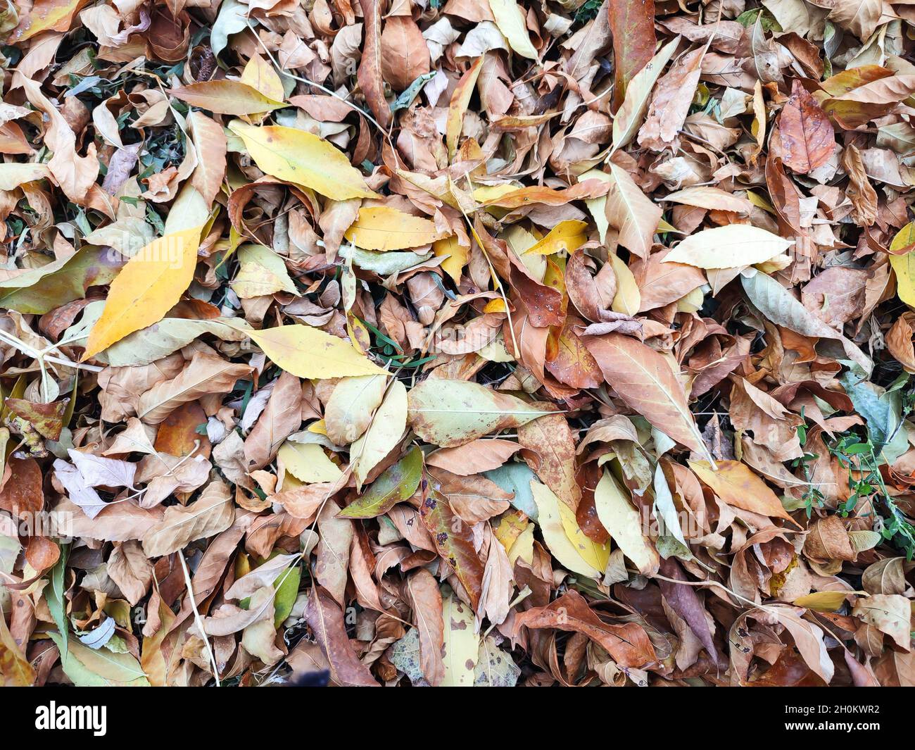 Background of colorful dried autumn leaves top view Stock Photo - Alamy