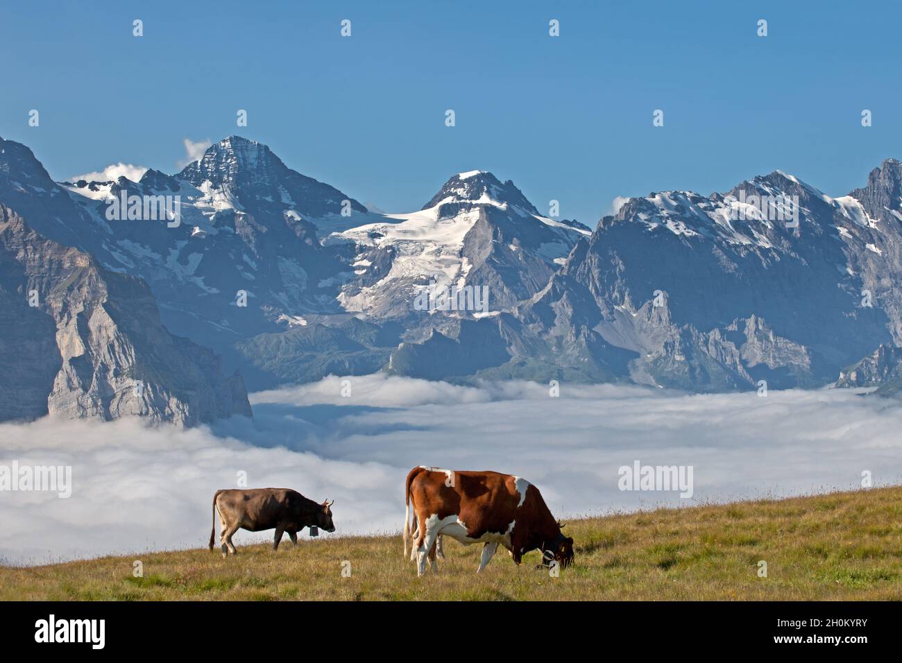 Cows, Breithorn and Tschingelhorn Stock Photo