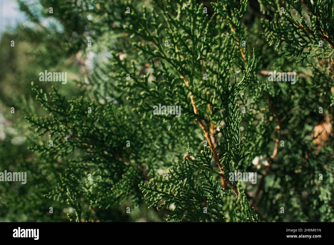 Thuja occidentalis green Christmas xmas branch background. Thuja plicata, Western Red Cedar. . Green Thuja occidentalis Columna texture. Evergreen Stock Photo