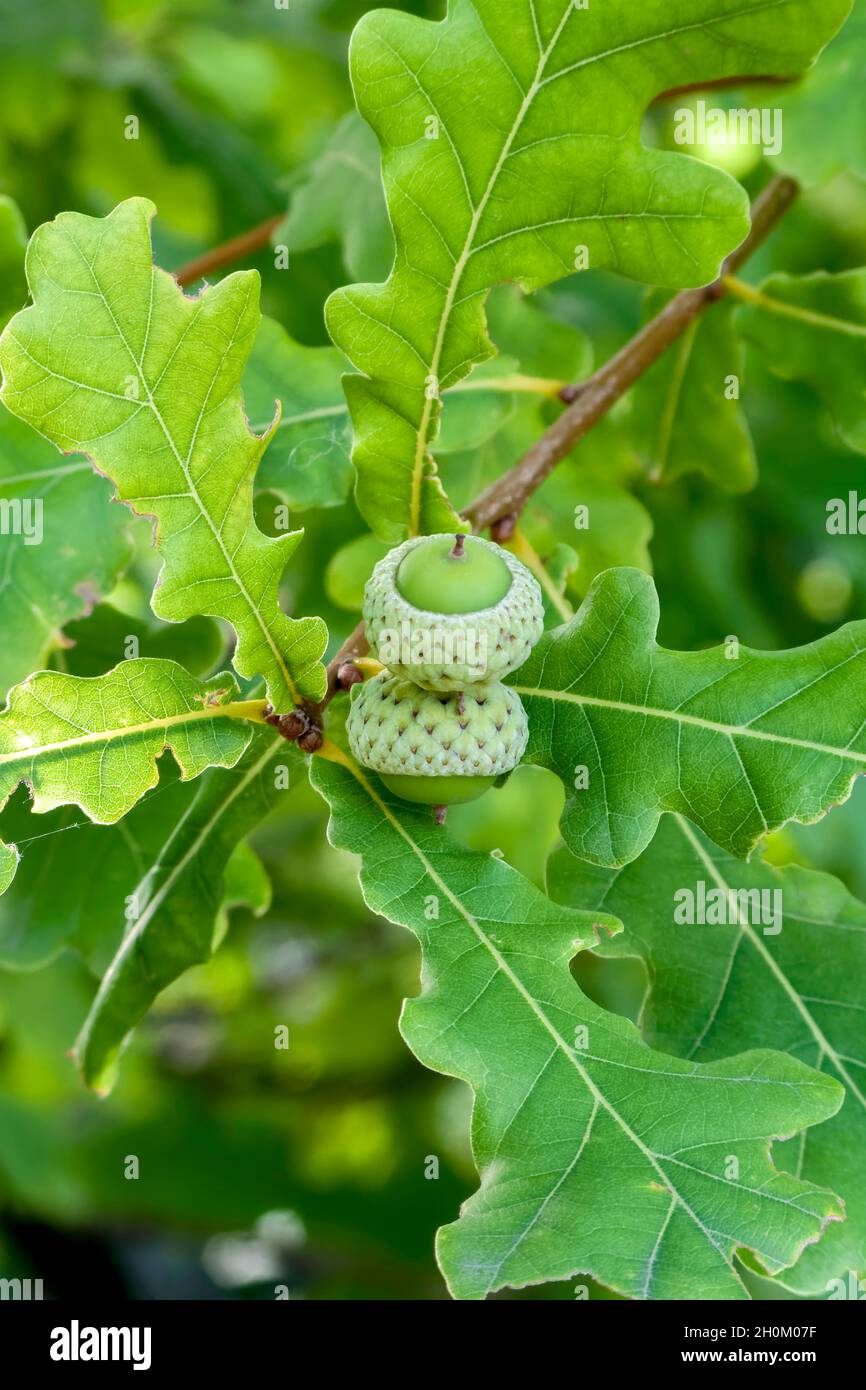 oak twig with young acorns;Quercus Stock Photo