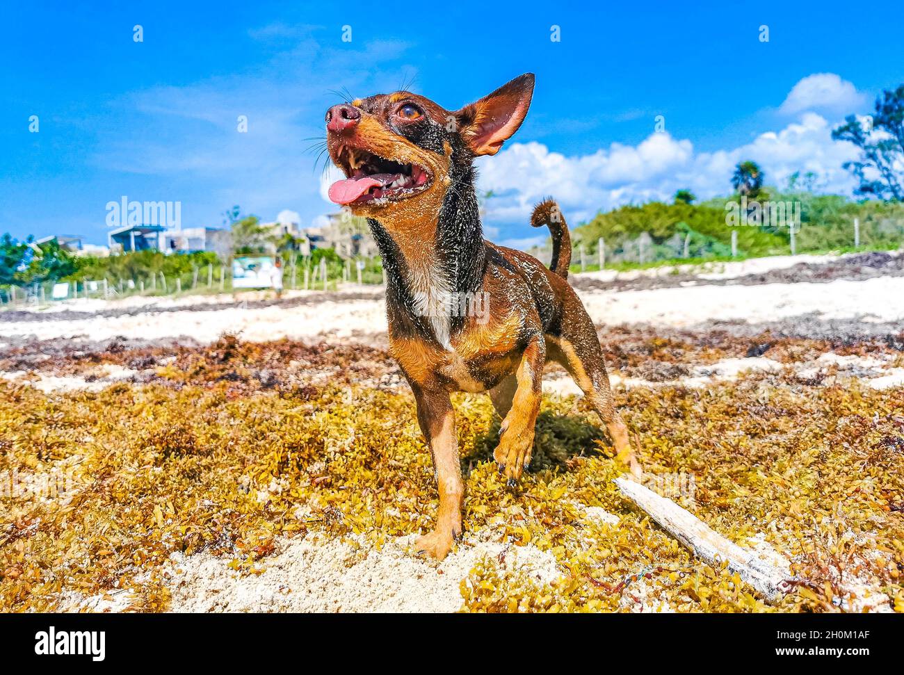mexican beach dog
