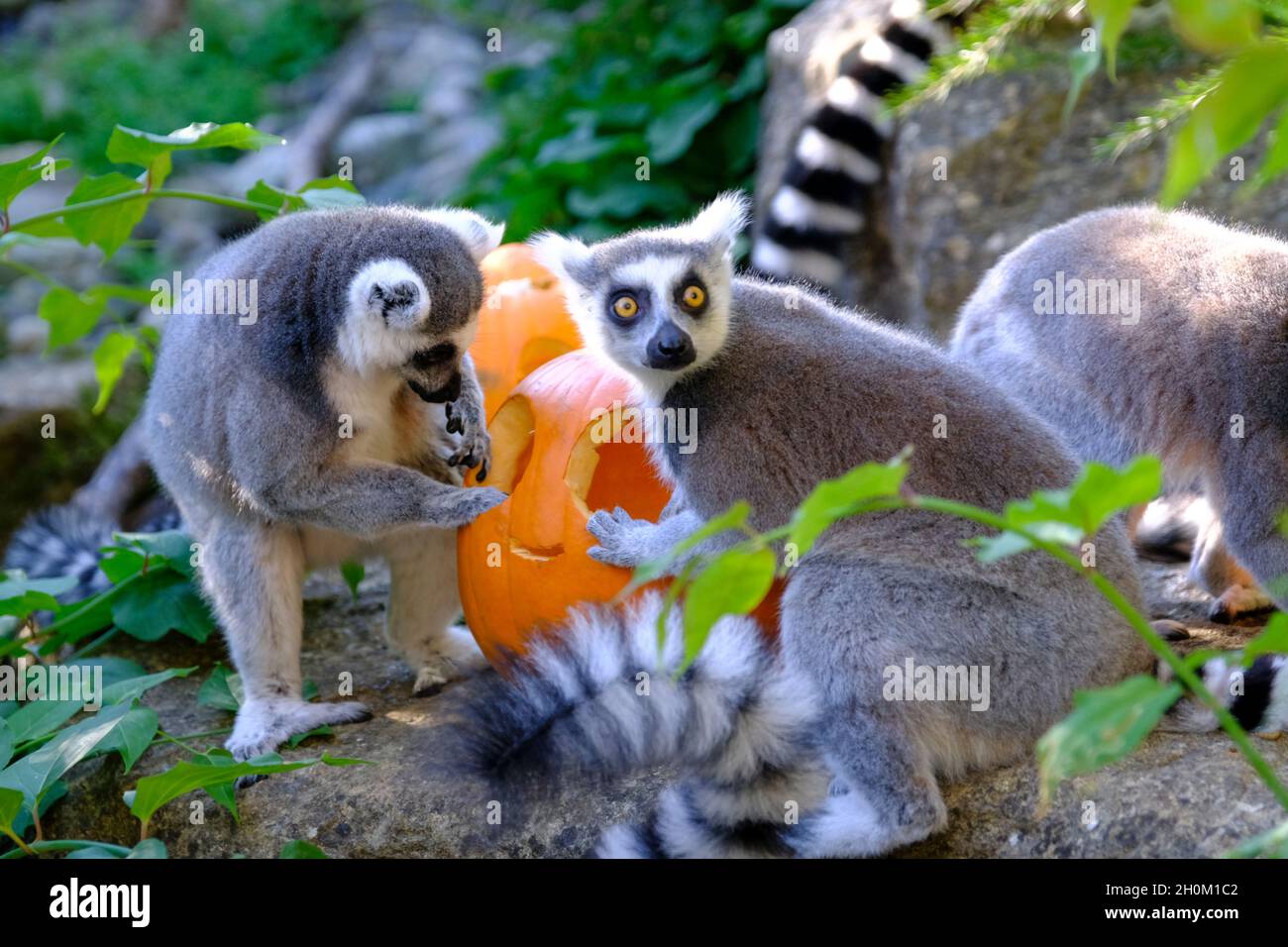 Bristol Zoo, Bristol, UK. 13th Oct, 2021. Ring tailed lemurs enjoying  themselves. Pumpkins abound at Bristol Zoo. Bristol's favourite animals get  a seasonal treat as they explore the Pumpkins looking for treats.