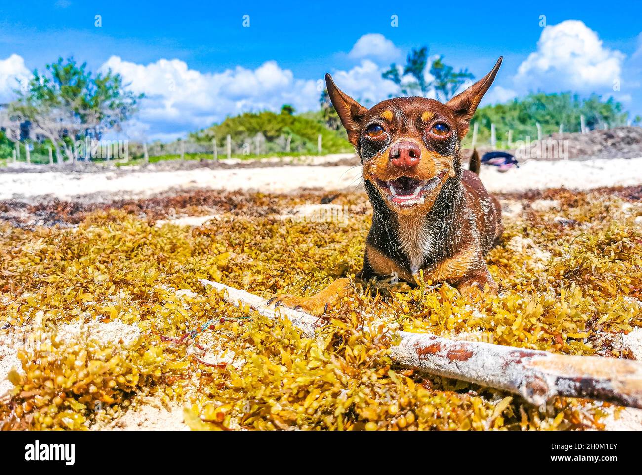 mexican beach dog