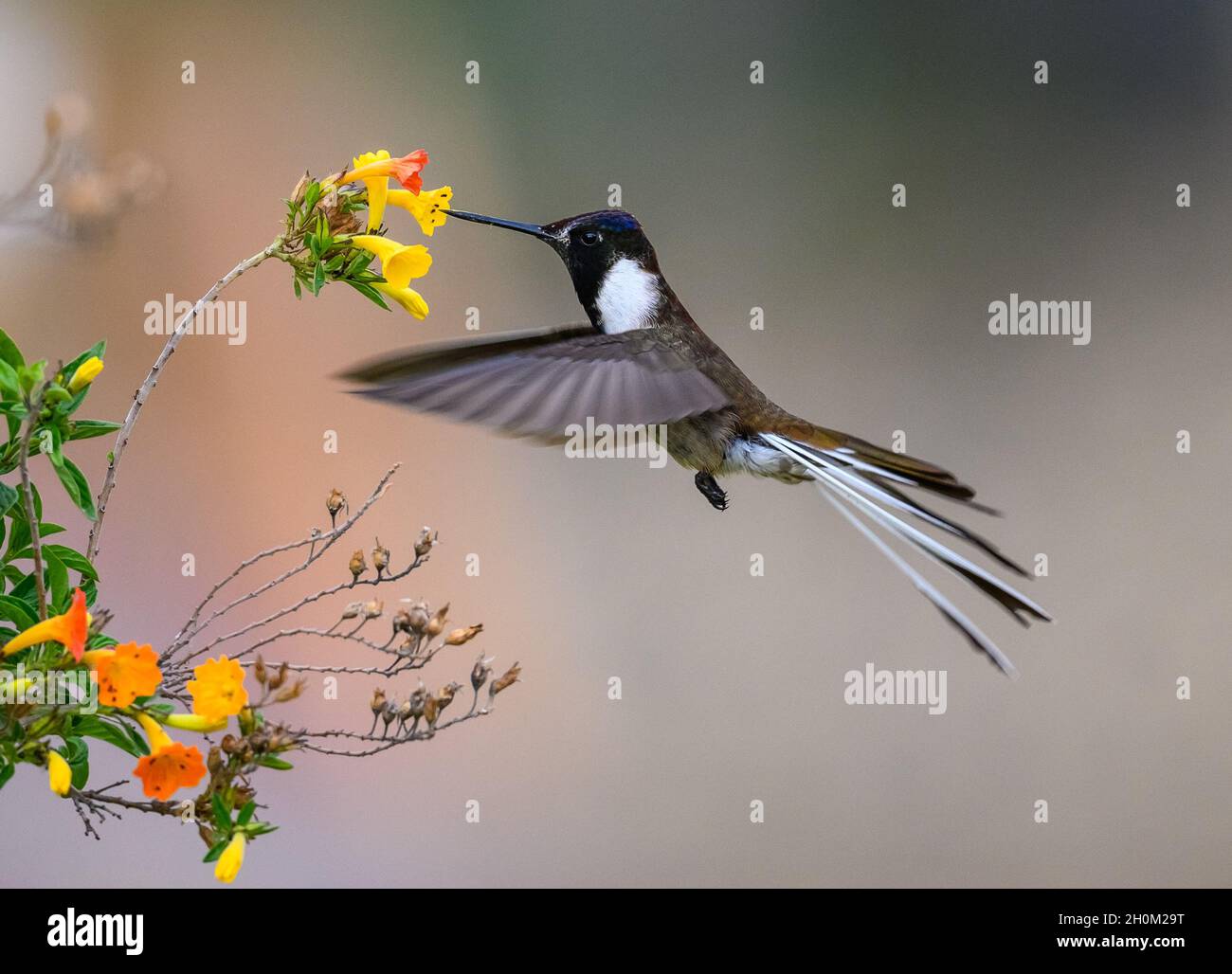 A male Peruvian endemic Bearded Mountaineer (Oreonympha nobilis) hummingbird feeding on flowers. Cuzco, Peru. South America. Stock Photo