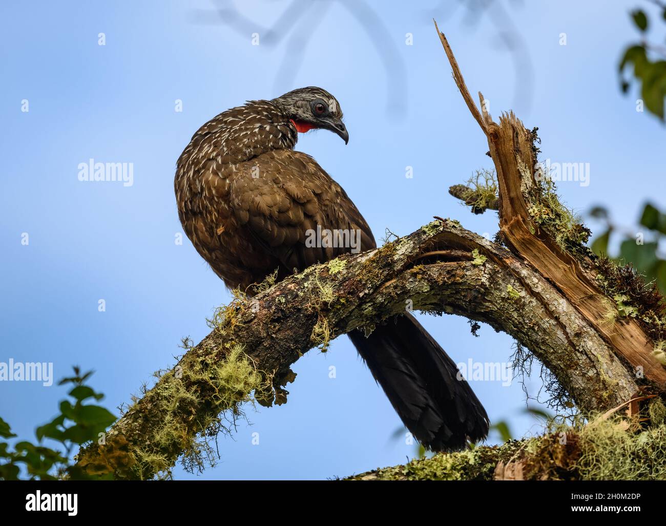 Andean Guan (Penelope montagnii) perched on a tree trunk. Cuzco, Peru. South America. Stock Photo