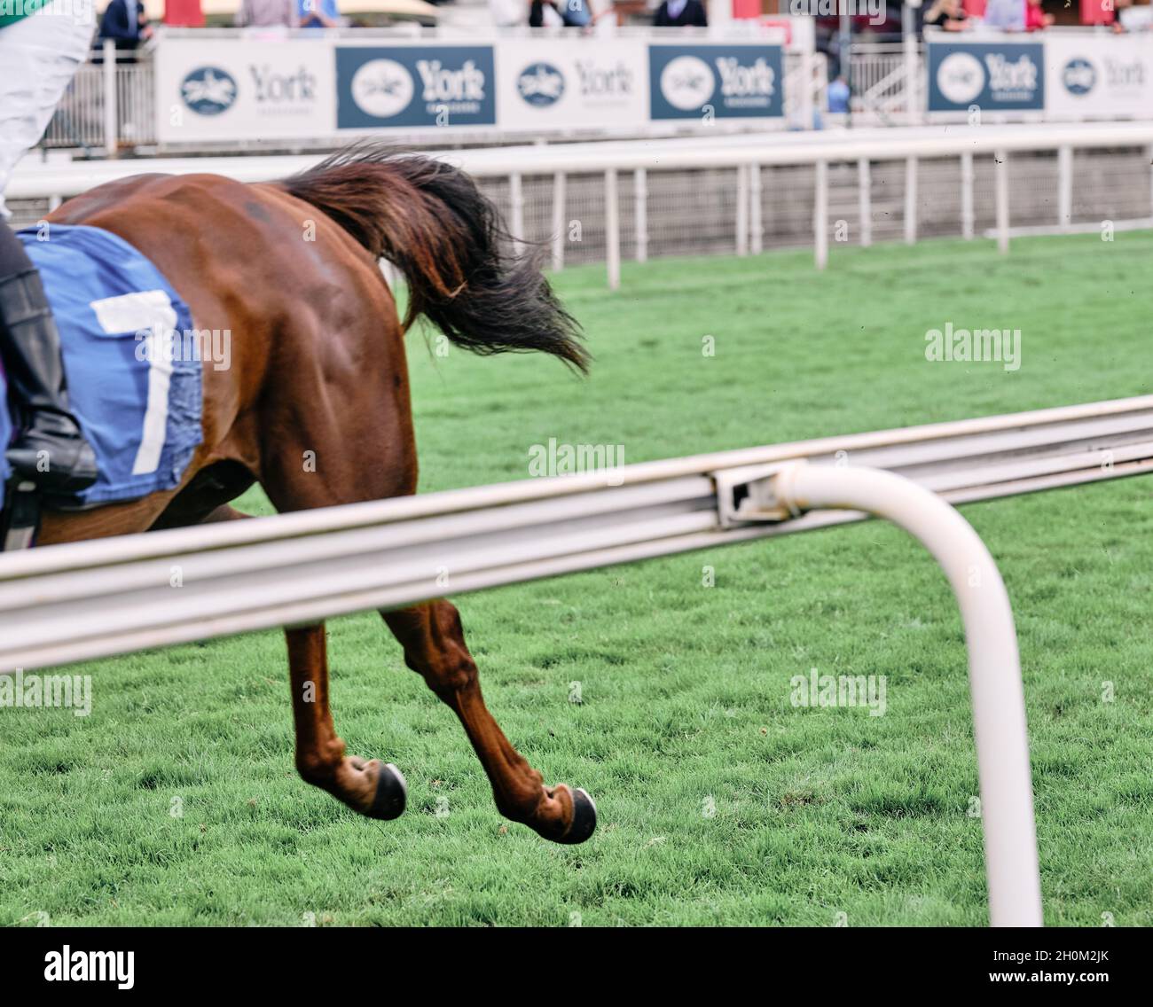 A fast race horse speeds passed and out of shot with just hind legs showing - horse racing odd quirky Stock Photo