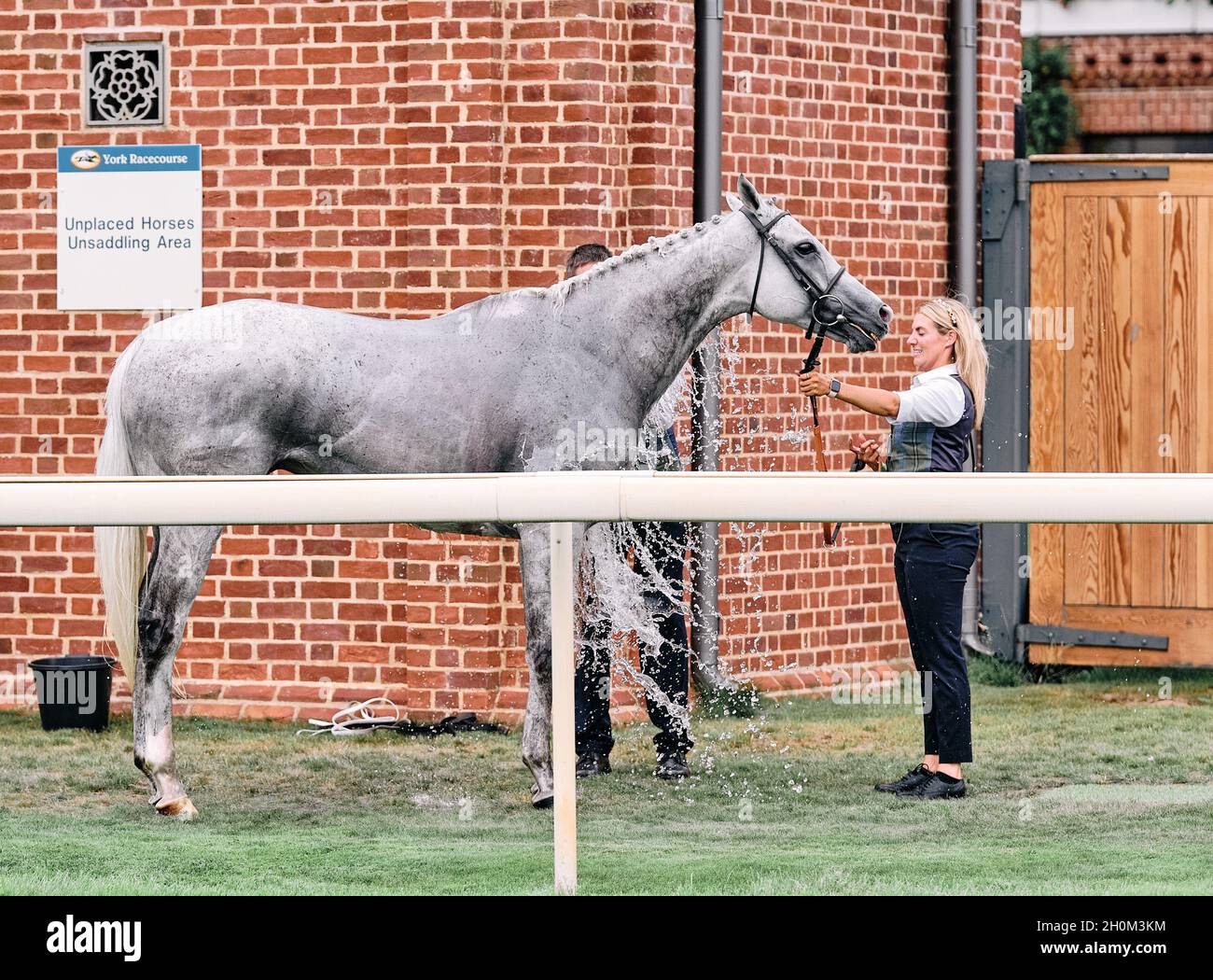 A girl horse racing groom cooling down with water a  grey race horse just after finishing a race at York racecourse - hosing cooling down Stock Photo