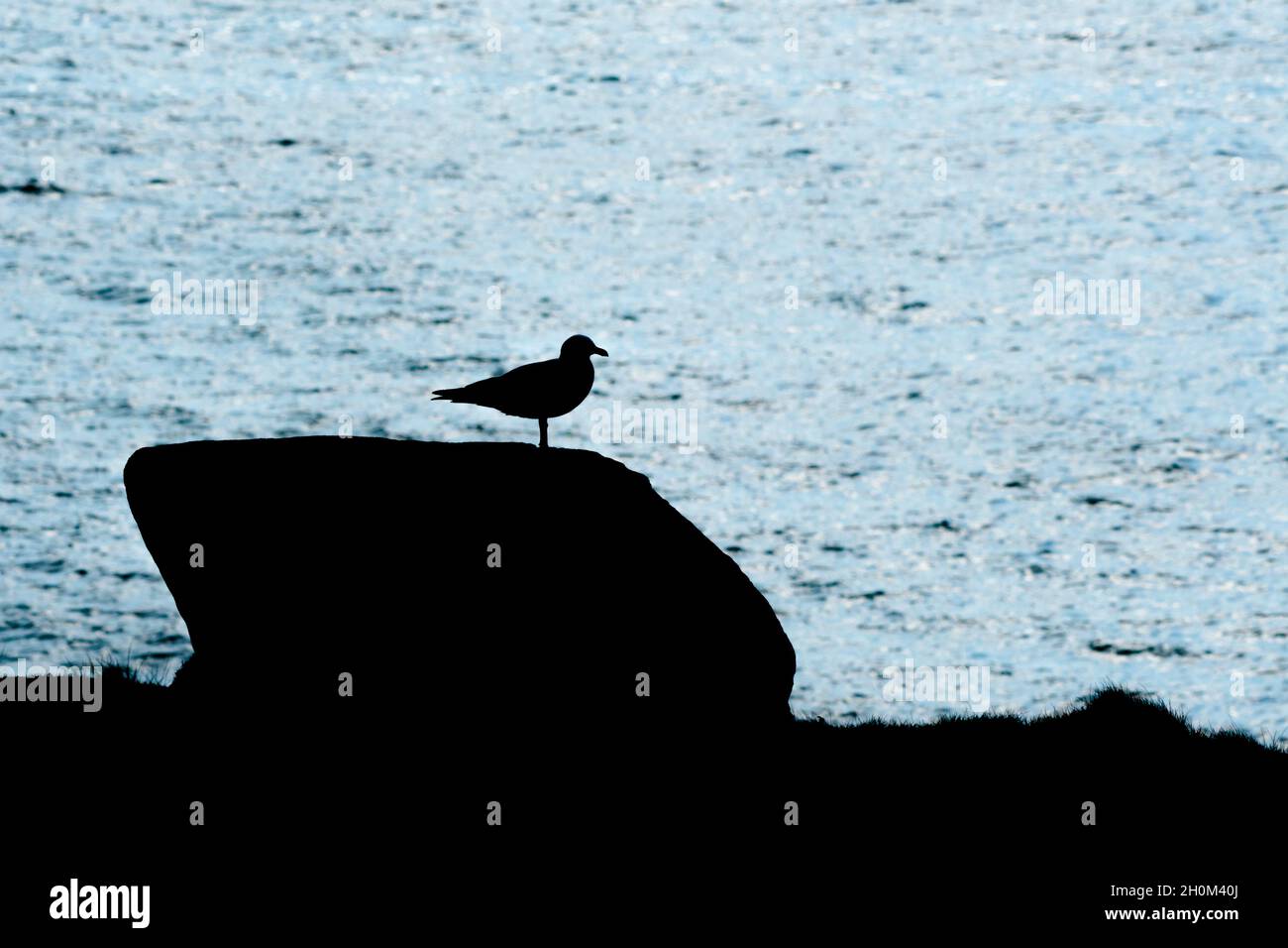 A European Herring Gull Larus argentatus standing on a rock seen in silhouette. Stock Photo