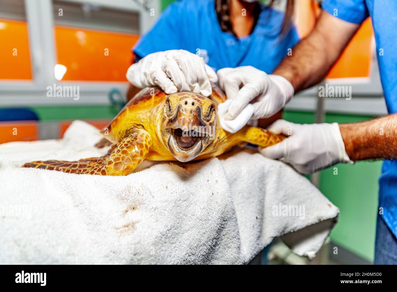 vet doing a clinical examination to a turtle Stock Photo Alamy