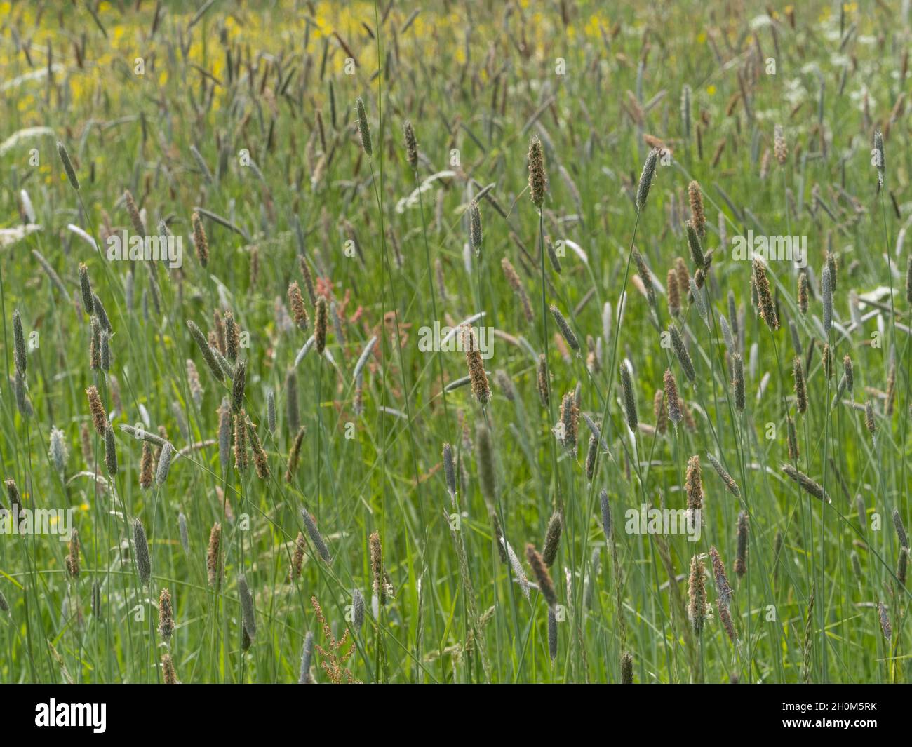 Timothy-Grass, Phleum pratense, growing in field, Worcestershire, UK. Stock Photo