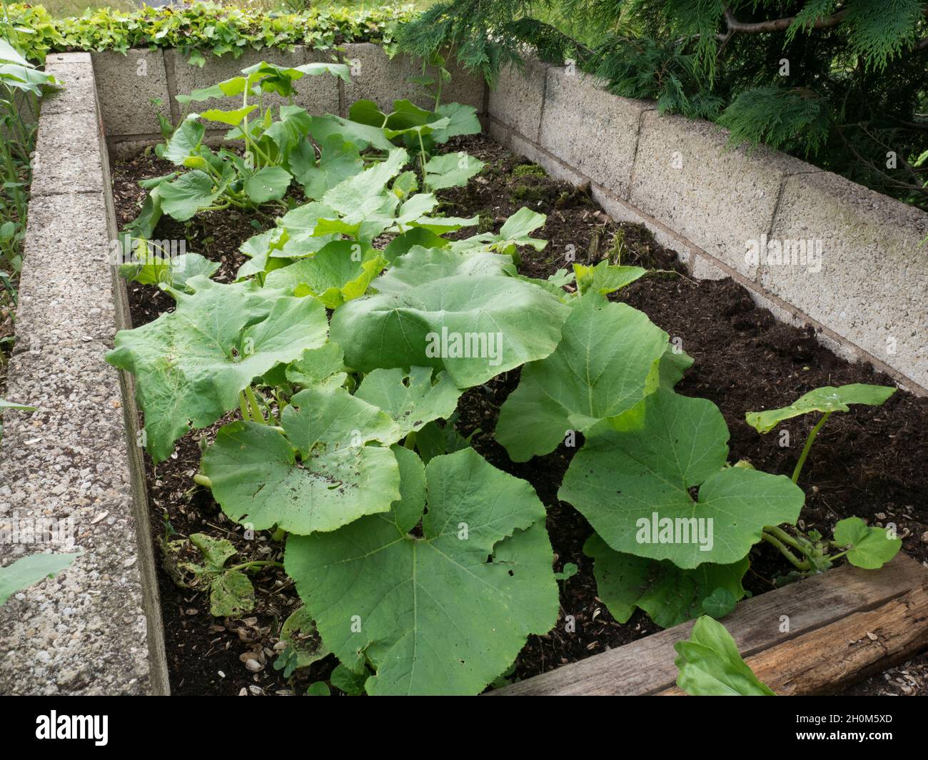Squashes growing in compost bin, Worcestershire, UK Stock Photo