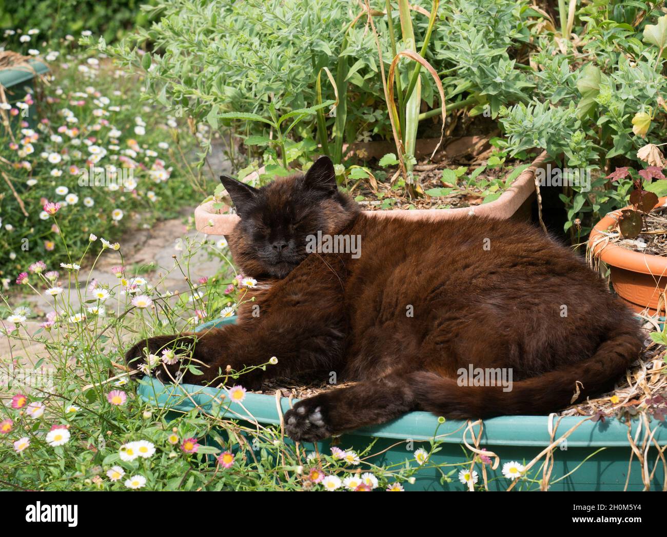 Domestic Cat, single adult resting on plant trough in garden,Worcestershire, UK Stock Photo