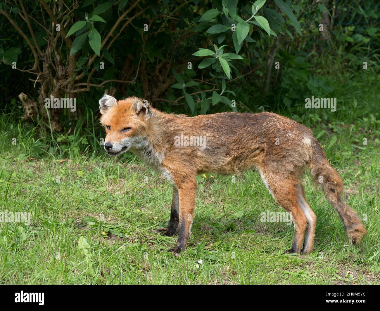 Red Fox, Vulpes vulpes, single adult male, standing in urban garden during day. Lea Valley, Essex, UK. Stock Photo