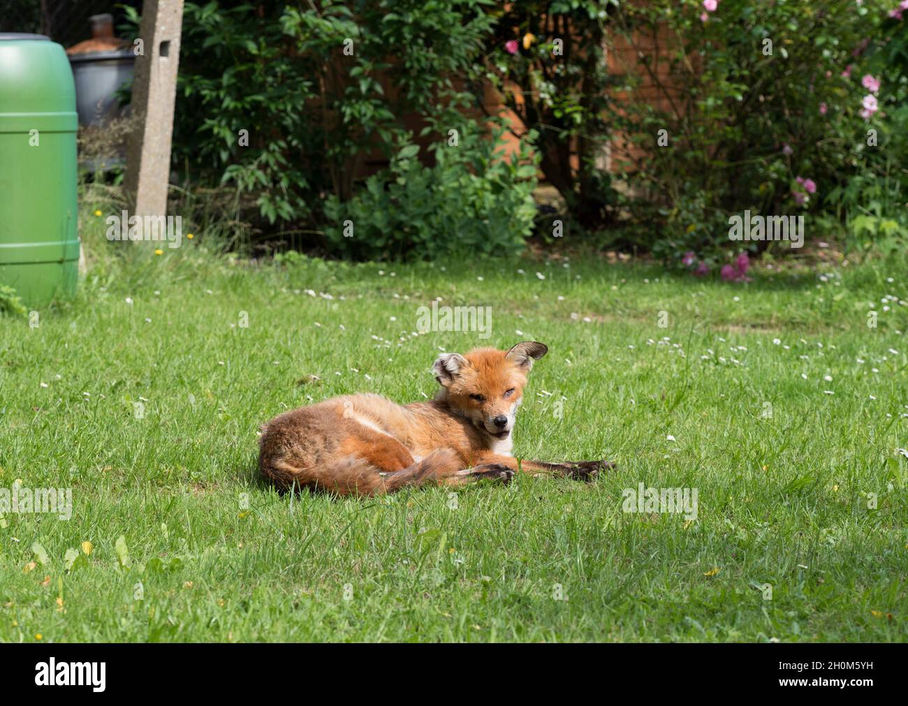 Red Fox, Vulpes vulpes, single adult male, resting in urban garden during day. Lea Valley, Essex, UK. Stock Photo