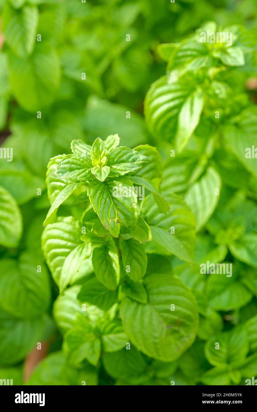 Mentha canadensis, Canada mint, American wild mint, Chinese mint, Sakhalin mint, Japanese mint, East Asian wild mint Stock Photo