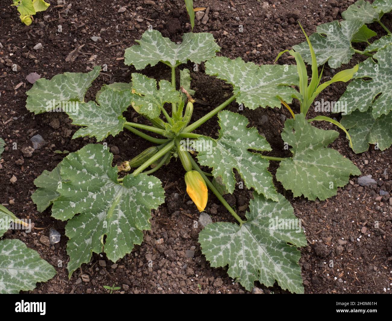 Courgettes growing on vegetable patch, Wales, UK Stock Photo