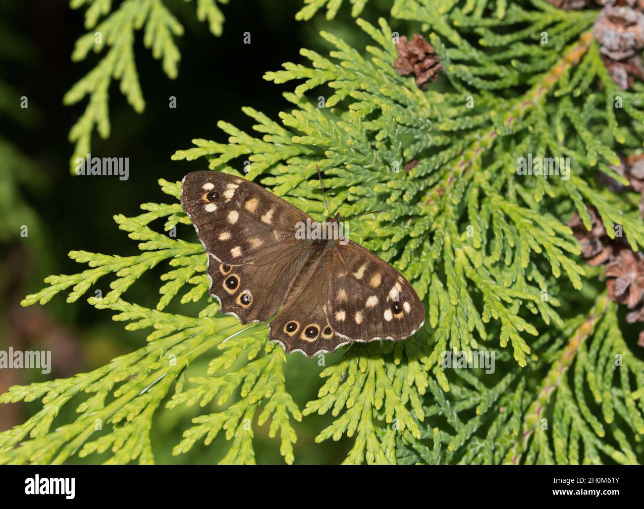Speckled Wood Butterfly, Pararge aegeria, resting on conifer leaves. Worcestershire, UK. Stock Photo
