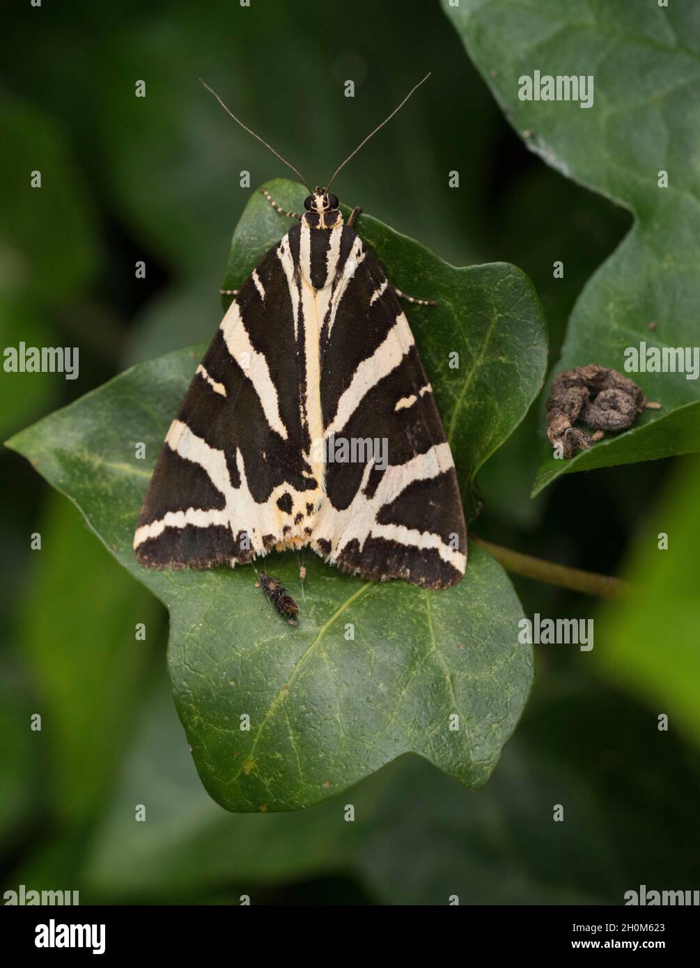 Jersey Tiger, Euplagia quadripunctaria, single adult resting on Ivy leaf, Hedera helix. August. Lea Valley, Essex, UK Stock Photo