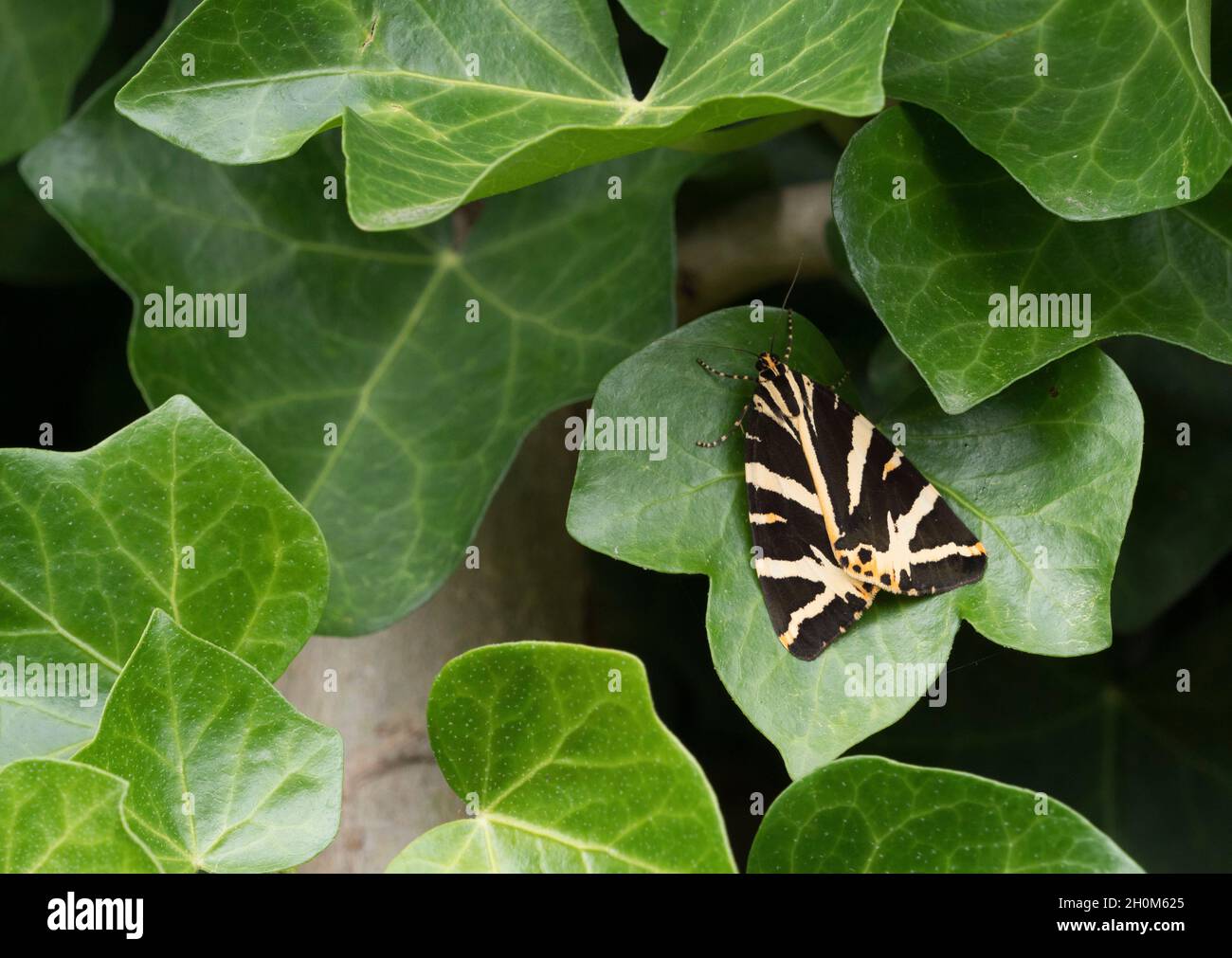 Jersey Tiger, Euplagia quadripunctaria, single adult resting on Ivy leaf, Hedera helix. August. Lea Valley, Essex, UK Stock Photo
