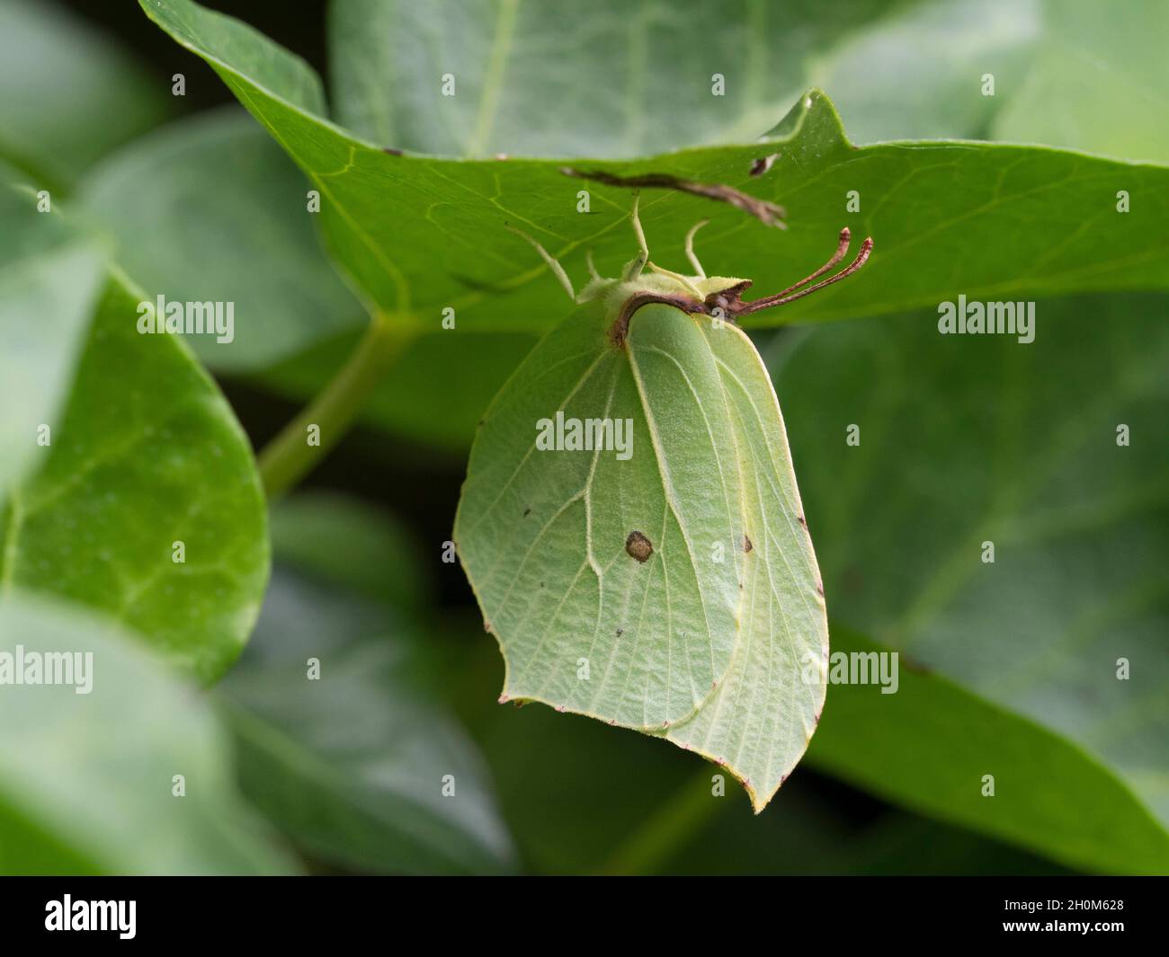 Brimstone Butterfly, Gonepteryx rhamni, single adult female resting underneath Ivy leaf, Hedera helix, Worcestershire, UK. Stock Photo