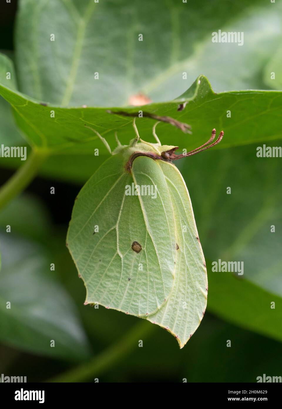 Brimstone Butterfly, Gonepteryx rhamni, single adult female resting underneath Ivy leaf, Hedera helix, Worcestershire, UK. Stock Photo