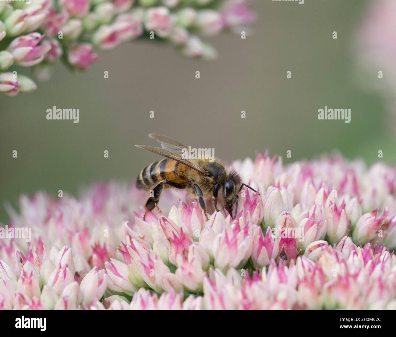 Honey Bee, Apis mellifera, single adult feeding on Sedum. Lea Valley, Essex, UK. Stock Photo