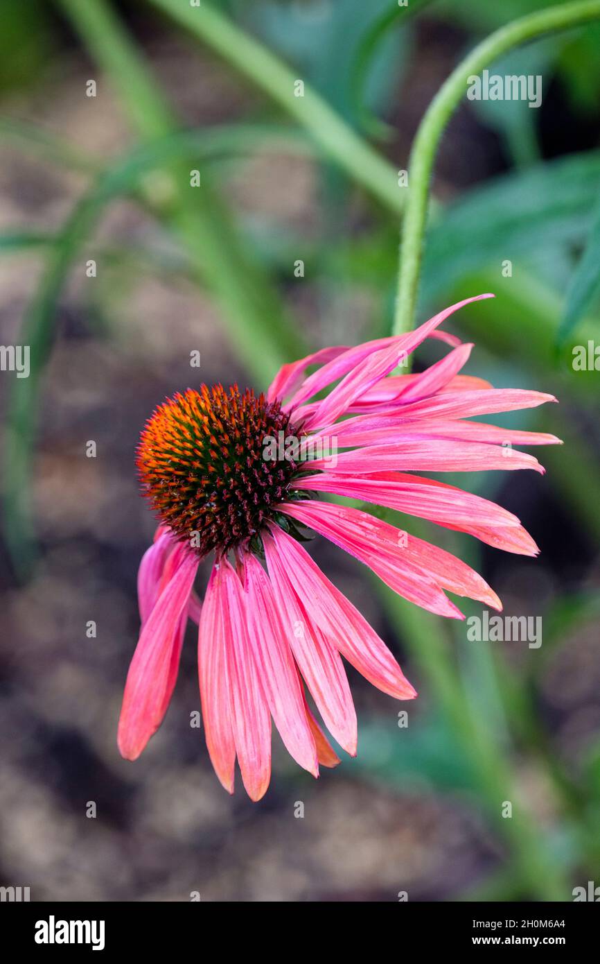 Echinacea 'Hot Summer', coneflower 'Hot Summer'. Single flower. Golden orange flowers that turn to red as they age Stock Photo