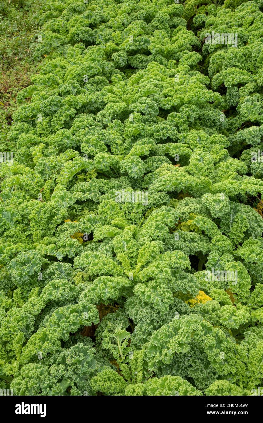 Curled Kale Stock Photo