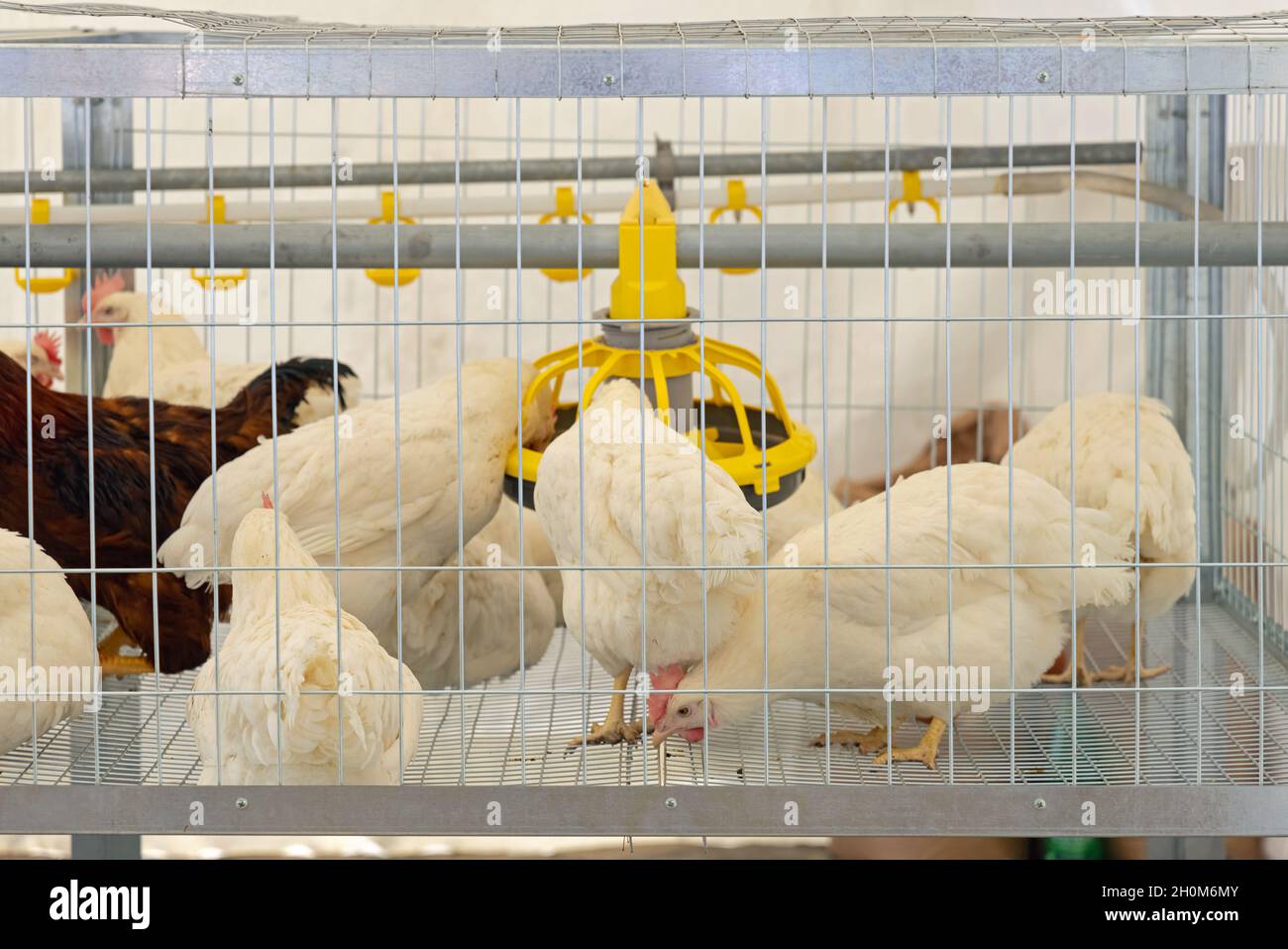 Chickens Birds in Cage at Poultry Farm Stock Photo Alamy