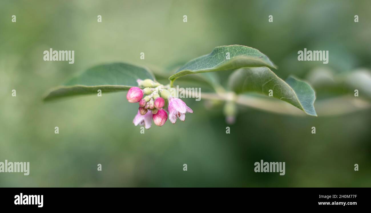 close-up of a twig of a common snowberry with pink buds and flowers Stock Photo